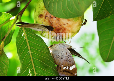 Schmetterlinge und eine Queensland fliegen ernähren sich von Toten Guavafrüchte noch auf dem Baum Stockfoto