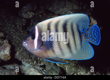 Sixbar Kaiserfisch, Pomacanthus Sexstriatus, Pomacanthidae, Indo-Pazifischer Ozean Stockfoto