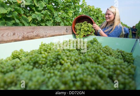 Pfälzer Wein Queen Andrea Roemmich erntet Trauben Art Ortega in Neustadt ein der Weinstraße, Deutschland, 28. August 2013. Beginn der Weinlese für den Federweiser ist die offizielle landesweite Eröffnung des diesjährigen Jahrgangs. Foto: UWE ANSPACH Stockfoto
