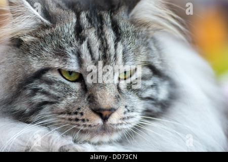 Katzen und Hunde: Grauweiss Kurilen Bobtail Katze, close-up Portrait, Tiefenschärfe, natürliche unscharfen Hintergrund Stockfoto