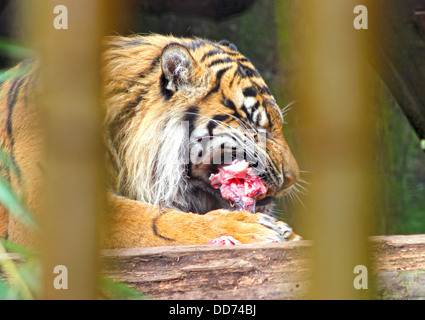 Sumatra-Tiger bei der Fütterung Stockfoto