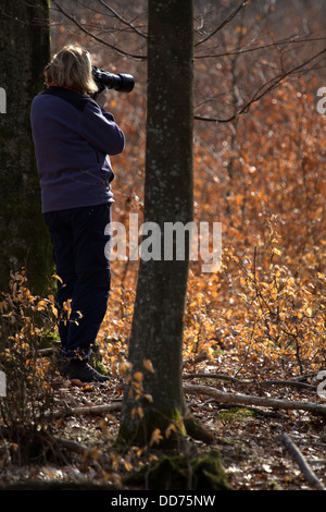 Eine Frau nimmt Bilder von Herbstlaub Stockfoto