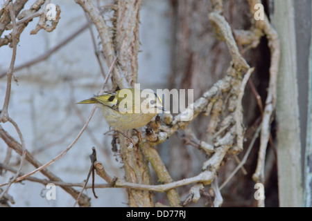 Gemeinsamen Wintergoldhähnchen - Europäische Wintergoldhähnchen (Regulus Regulus) thront auf einem Ast Stockfoto