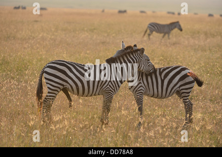 Ebenen Zebra - paar Burchell Zebra (Equus Quagga - früher Equus Burchellii Boehmi) pflegen in der Savanne im Morgengrauen Stockfoto