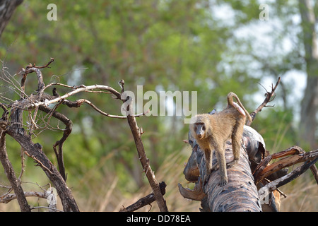 Gelbe Pavian - Savanne Pavian (Papio Cynocephalus) Weibchen auf einem gefallenen toten Baum Pendjari Nationalpark - Benin Stockfoto