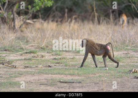 Gelbe Pavian - Savanne Pavian (Papio Cynocephalus) zu Fuß auf dem Boden Pendjari Nationalpark - Benin Stockfoto