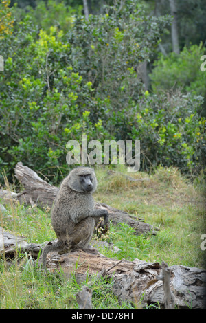 Gelbe Pavian - Savanne Pavian (Papio Cynocephalus) Erwachsenen sitzen auf einem gefallenen toten Baum Masai Mara Kenia - Ostafrika Stockfoto