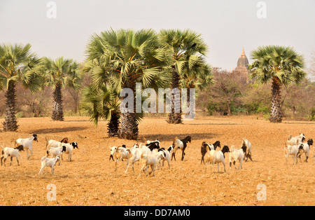 Herde von Ziegen und Tempel Bagan Myanmar Stockfoto