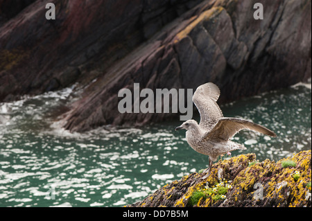 Küken der Silbermöwe, Larus Argentatus, Skokholm, South Pembrokeshire, Wales, Vereinigtes Königreich Stockfoto