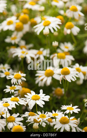 Meer Mayweed, Tripleurospermum Maritumum in Blüte Stockfoto