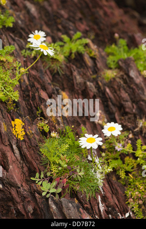 Meer Mayweed, Tripleurospermum Maritumum in Blüte Stockfoto