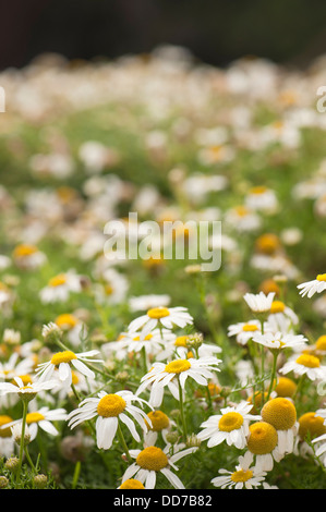 Meer Mayweed, Tripleurospermum Maritumum in Blüte Stockfoto