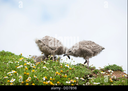 Küken der Silbermöwe, Larus Argentatus, Skokholm, South Pembrokeshire, Wales, Vereinigtes Königreich Stockfoto