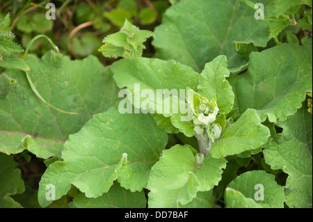 Geringerem Klette, Arctium minus Laub Stockfoto