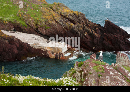 Der Landepunkt bei South Haven, Skokholm, South Pembrokeshire, Wales, Vereinigtes Königreich Stockfoto