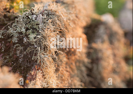 Flechten wachsen auf einem Felsen Stockfoto