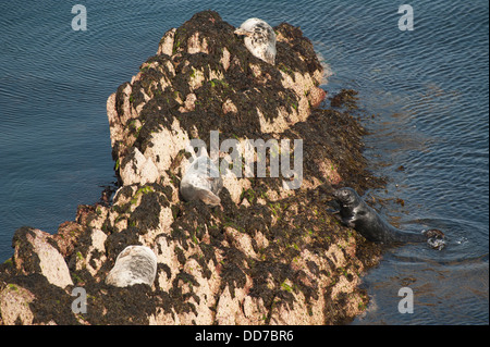 Atlantic grau Dichtungen, Halichoerus Grypus, sonnen sich auf Felsen, Skokholm Island, South Pembrokeshire, Wales, Vereinigtes Königreich Stockfoto