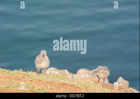 Küken der Silbermöwe, Larus Argentatus, Skokholm Insel Stockfoto