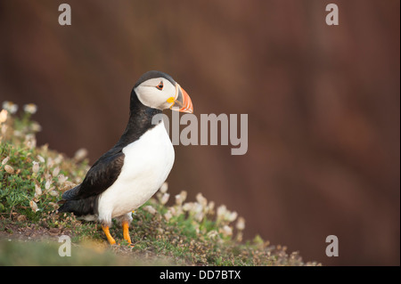 Puffin, Fratercula Arctica, Skokholm, South Pembrokeshire, Wales, Vereinigtes Königreich Stockfoto