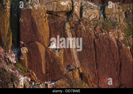 Fulmar mit Küken, Fulmarus Cyclopoida, nisten in Twinlets, Skokholm, South Pembrokeshire, Wales, Vereinigtes Königreich Stockfoto