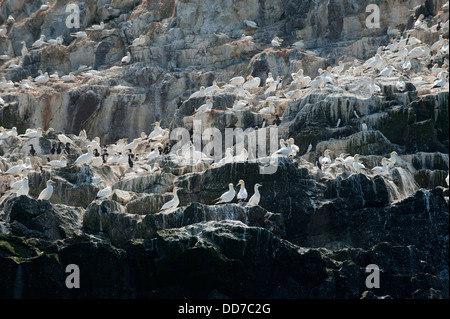 Kolonie der Basstölpel, Morus Bassanus nisten auf Grasshoff Island, South Pembrokeshire, Wales, Vereinigtes Königreich Stockfoto