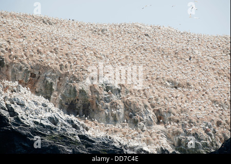 Kolonie der Basstölpel, Morus Bassanus nisten auf Grasshoff Island, South Pembrokeshire, Wales, Vereinigtes Königreich Stockfoto