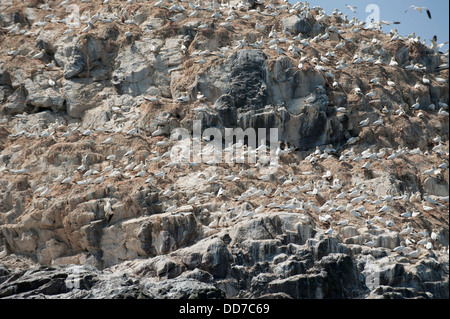 Kolonie der Basstölpel, Morus Bassanus nisten auf Grasshoff Island, South Pembrokeshire, Wales, Vereinigtes Königreich Stockfoto