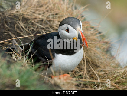 Papageitaucher (Fratercula Arctica), Runde, Norwegen Stockfoto