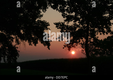 Sonnenuntergang über einem Kornfeld auf einer Farm in Altona, Manitoba, Kanada Stockfoto
