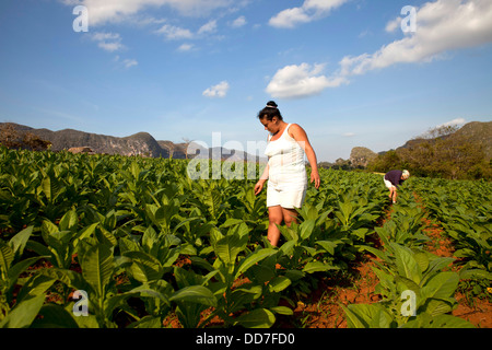 Tabak-Bauer auf dem Feld in Vinales Tal, Vinales, Pinar Del Rio, Kuba, Karibik Stockfoto