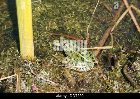Einen grünen Frosch mit schwarzen Flecken in einem Sumpf in Morden, Manitoba, Kanada Stockfoto