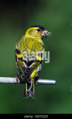 Porträt eines männlichen Zeisig thront auf einem Garten Feeder hautnah Stockfoto