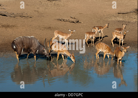 Nyala trinken (Tragelaphus Angasi), Mkhuze Wildreservat, iSimangaliso Wetland Park, Südafrika Stockfoto