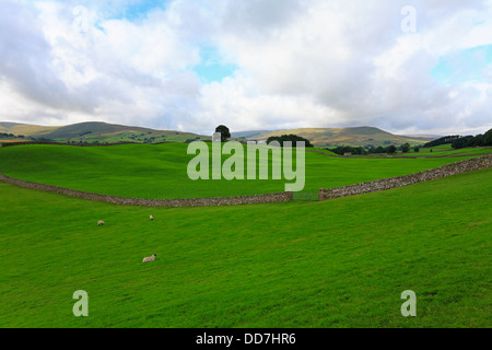 Felder in Richtung Dodd fiel und Widdale fiel in der Nähe von Hawes in Wensleydale, North Yorkshire, Yorkshire Dales National Park, England, UK. Stockfoto