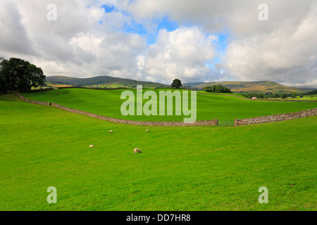 Felder in Richtung Dodd fiel und Widdale fiel in der Nähe von Hawes in Wensleydale, North Yorkshire, Yorkshire Dales National Park, England, UK. Stockfoto