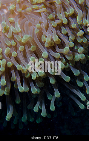 Riesige Anemone Nahaufnahme von Tentakeln, marine Unterwasserwelt Makro Stockfoto