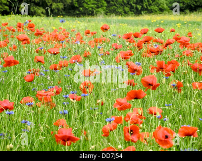 rote Mohnblumen auf grüner Wiese Stockfoto