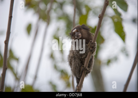 Gemeinsamen Marmoset Affen auf den Zuckerhut in Rio De Janeiro Stockfoto