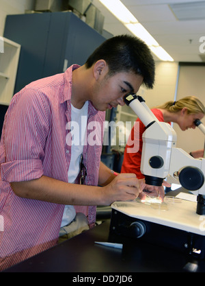 Entwicklungs Biologie-Labor in Yale Summer School. Yale-Student schaut C. Elegans Mutanten Wurm durch Mikroskop. Stockfoto