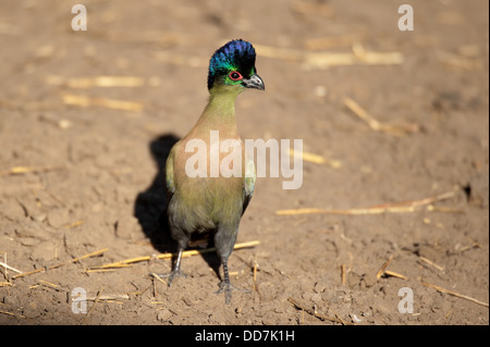 Lila-crested Turaco (Tauraco Porphyreolophus), Mkhuze Wildreservat, iSimangaliso Wetland Park, Südafrika Stockfoto