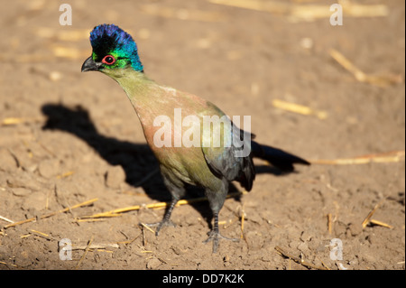 Lila-crested Turaco (Tauraco Porphyreolophus), Mkhuze Wildreservat, iSimangaliso Wetland Park, Südafrika Stockfoto