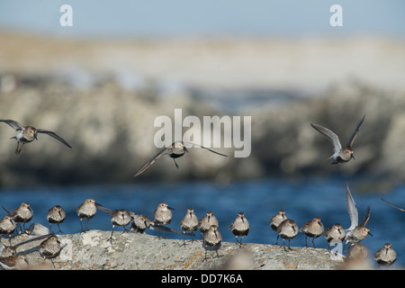 Herde von Alpenstrandläufer, Calidris Alpina, auf Felsen, Küste, ausziehen und stehen Stockfoto