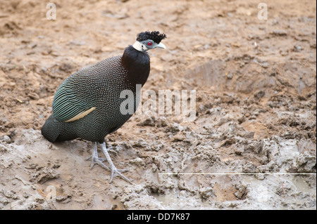 Crested Perlhühner (Guttera Pucherani), Mkhuze Wildreservat, iSimangaliso Wetland Park, Südafrika Stockfoto