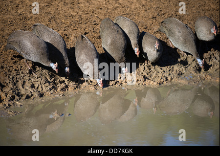 Behelmte Perlhühner trinken (Numida Meleagris), Mkhuze Wildreservat, iSimangaliso Wetland Park, Südafrika Stockfoto