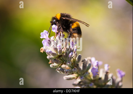 Newbury Hampshire in der Nähe der gemeinsamen Garten bumble bee, bombus horturum, Sammeln von Nektar und Pollen aus Lavendelblüten Stockfoto