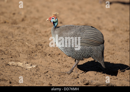 Behelmte Perlhühner (Numida Meleagris), Mkhuze Wildreservat, iSimangaliso Wetland Park, Südafrika Stockfoto