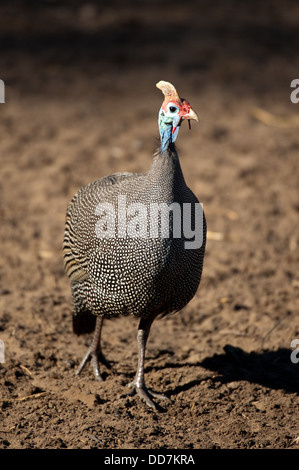 Behelmte Perlhühner (Numida Meleagris), Mkhuze Wildreservat, iSimangaliso Wetland Park, Südafrika Stockfoto