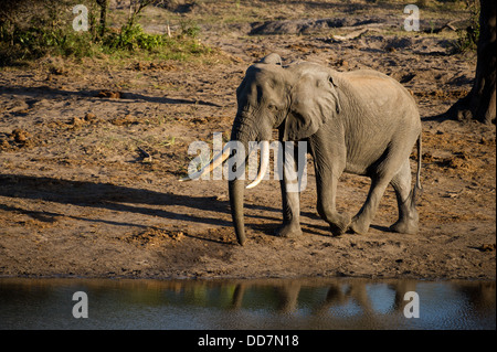 Großen Stoßzähnen Bull afrikanischer Elefant (Loxodonta Africana Africana) an einer Wasserstelle, Tembe Elephant Park, Südafrika Stockfoto