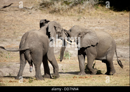 Junge afrikanische Elefanten spielen (Loxodonta Africana Africana), Tembe Elephant Park, Südafrika Stockfoto