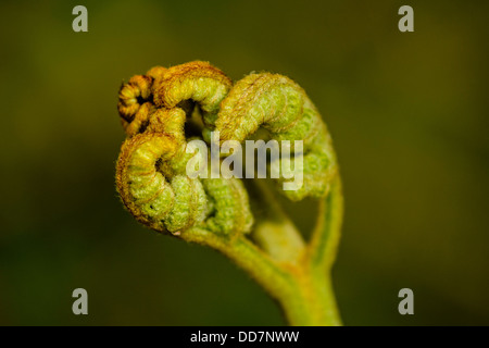 Keimhaft Wedel der Wurmfarn Dryopteris Filix-Mas in Wäldern am Quernmore Lancashire Stockfoto